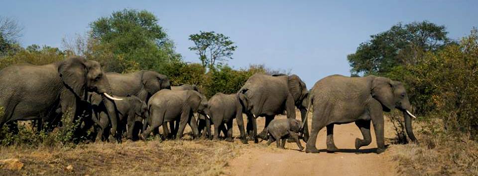 Ehra olifanten project, Namibië