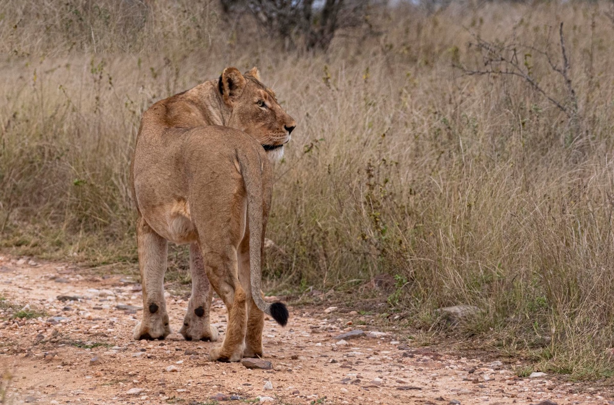 Wildlife fotografie stage, Greater Kruger Area, Zuid-Afrika