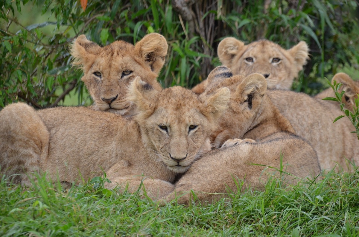 Wildlife Act natuurbehoud project, Zuid-Afrika