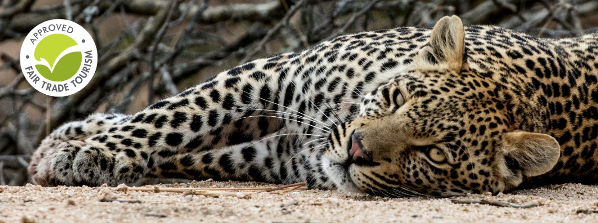 Wildlife Act luipaarden project, Zuid-Afrika