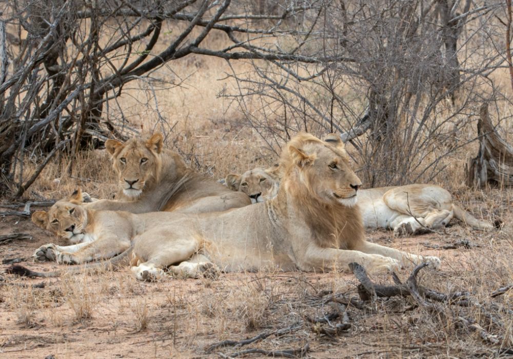 Big Five project, Krugerpark, Zuid-Afrika