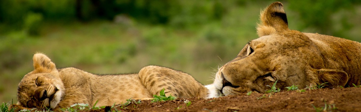 Big Cat project, Masai Mara, Kenia