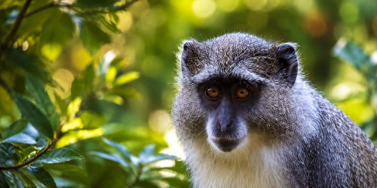Lilongwe Wildlife Trust project, Malawi