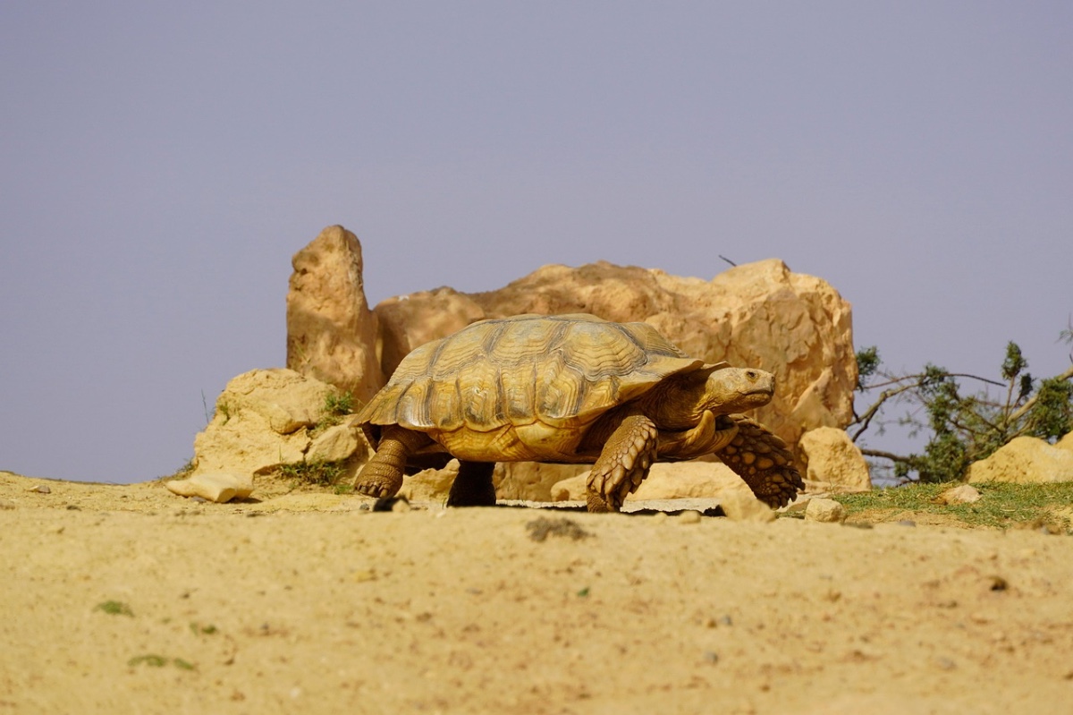 Conservation/schildpadden project, Marokko