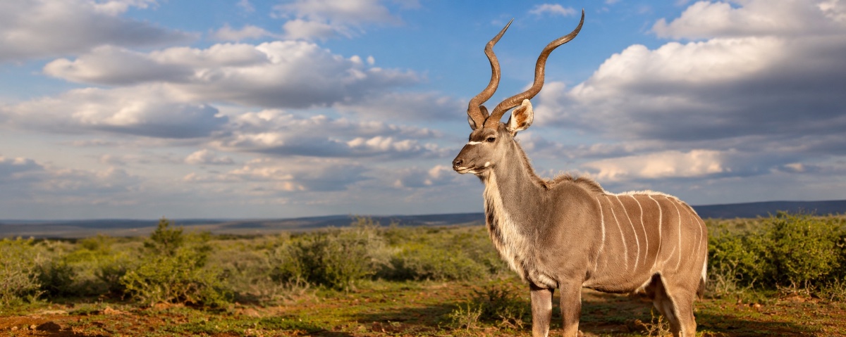 Greater Addo Wildlife Conservation project, Zuid-Afrika